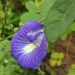 Clitoria ternatea Flor