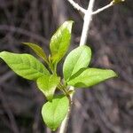 Forestiera acuminata Hábitos