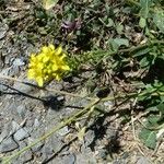 Sisymbrium austriacum Λουλούδι