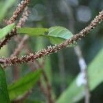 Acalypha integrifolia Lorea
