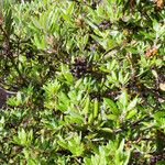 Xylococcus bicolor Yeri