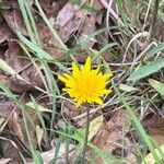 Krigia dandelion Bloem