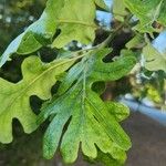 Quercus lobata Leaf