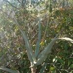 Aloe divaricata 叶