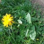 Crepis pontana Συνήθη χαρακτηριστικά