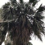Livistona chinensis Folha