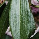 Rhododendron argyrophyllum Leaf