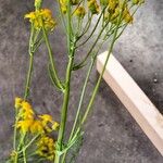 Senecio ampullaceus Flower