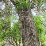 Acacia melanoxylon Ŝelo