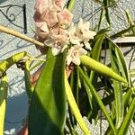 Hoya longifolia Λουλούδι