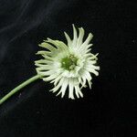 Silene edgeworthii Flower