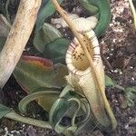 Nepenthes burbidgei ശീലം