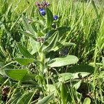 Anchusa azurea Хабит