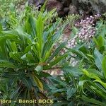Limonium dendroides Libunga