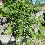 Solanum triflorum Leaf