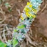 Buddleja stachyoides Çiçek
