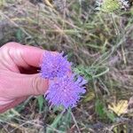 Knautia arvernensis Flor