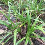 Carex scabrata Hoja