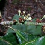 Erythroxylum macrophyllum Écorce