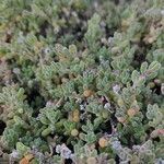 Mesembryanthemum nodiflorum Hábito