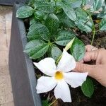 Mandevilla boliviensis Flower