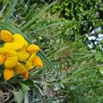 Lotus corniculatus Flor