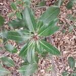 Pittosporum ralphii 葉