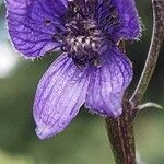 Aconitum napellus 花