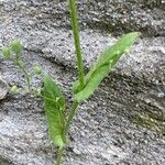 Crepis micrantha Liść