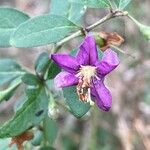 Lycium chinense പുഷ്പം