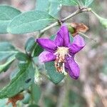 Lycium chinense Blomma