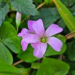 Oxalis violacea ফুল