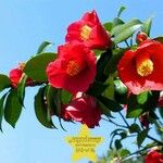 Camellia forrestii 花