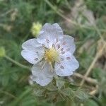 Potentilla alchimilloides 花