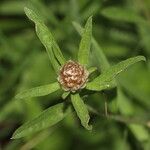 Centaurea jaceaFlor