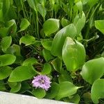 Pontederia crassipes Цвят