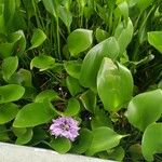 Eichhornia crassipes Blüte