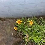 Coreopsis lanceolataFlor