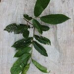 Antidesma laciniatum Лист