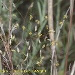 Aira provincialis Fula