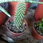Cylindropuntia fulgida Hábito