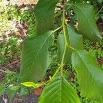 Alnus acuminata Leaf