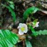 Begonia hemsleyana Blüte