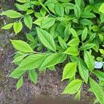 Stewartia malacodendron Fuelha