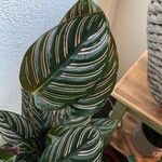Calathea sanderiana Hoja