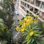 Euphorbia dendroides Flors