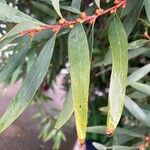 Hakea salicifolia Blatt