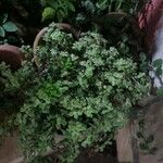 Crassula expansa ഇല