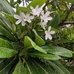 Plumeria albaFlower