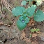 Stemodia verticillata Blatt